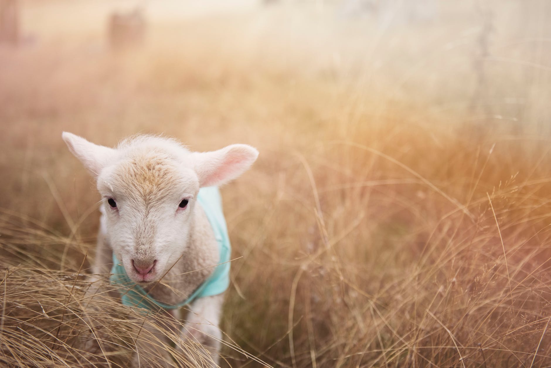 adorable agriculture animal animal photography